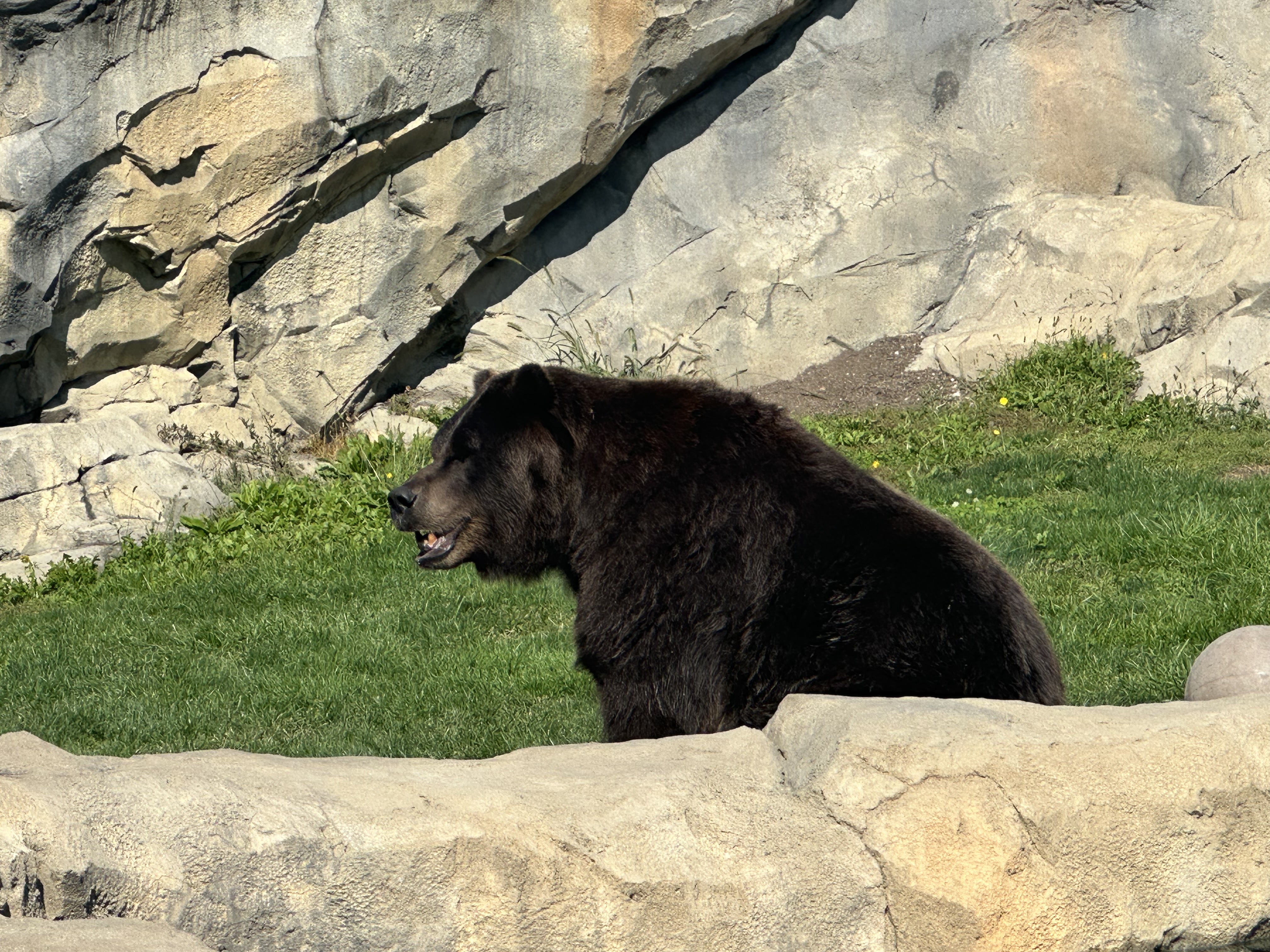 Brown bear at a zoo